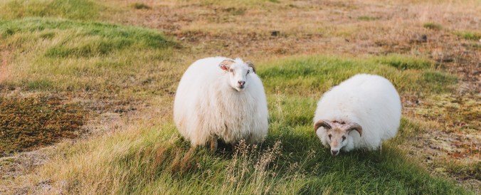 anastasiia-chepinska-_Yem7ebXHwE-unsplash